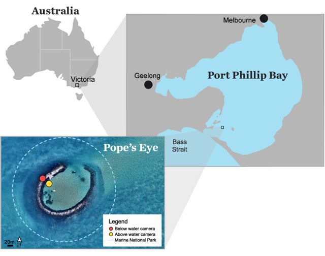 Pope's Eye, Port Phillip Heads Marine National Park, Port Phillip Bay Victoria