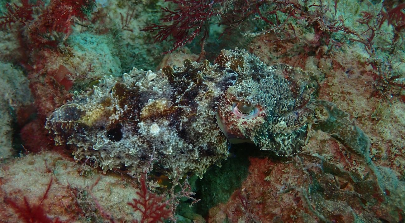 A cuttlefish on the shellfish reef at O'Sullivan Beach