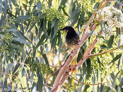 The Regent Honeyeater in a tree