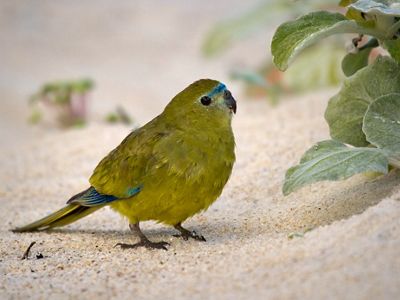 is endemic to Australia