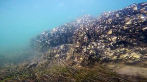 A shellfish reef