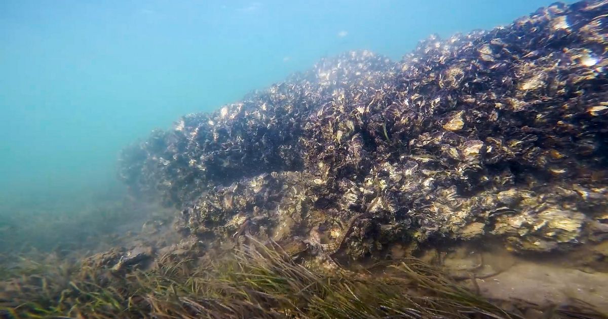 Shellfish reef restoration nets top science award