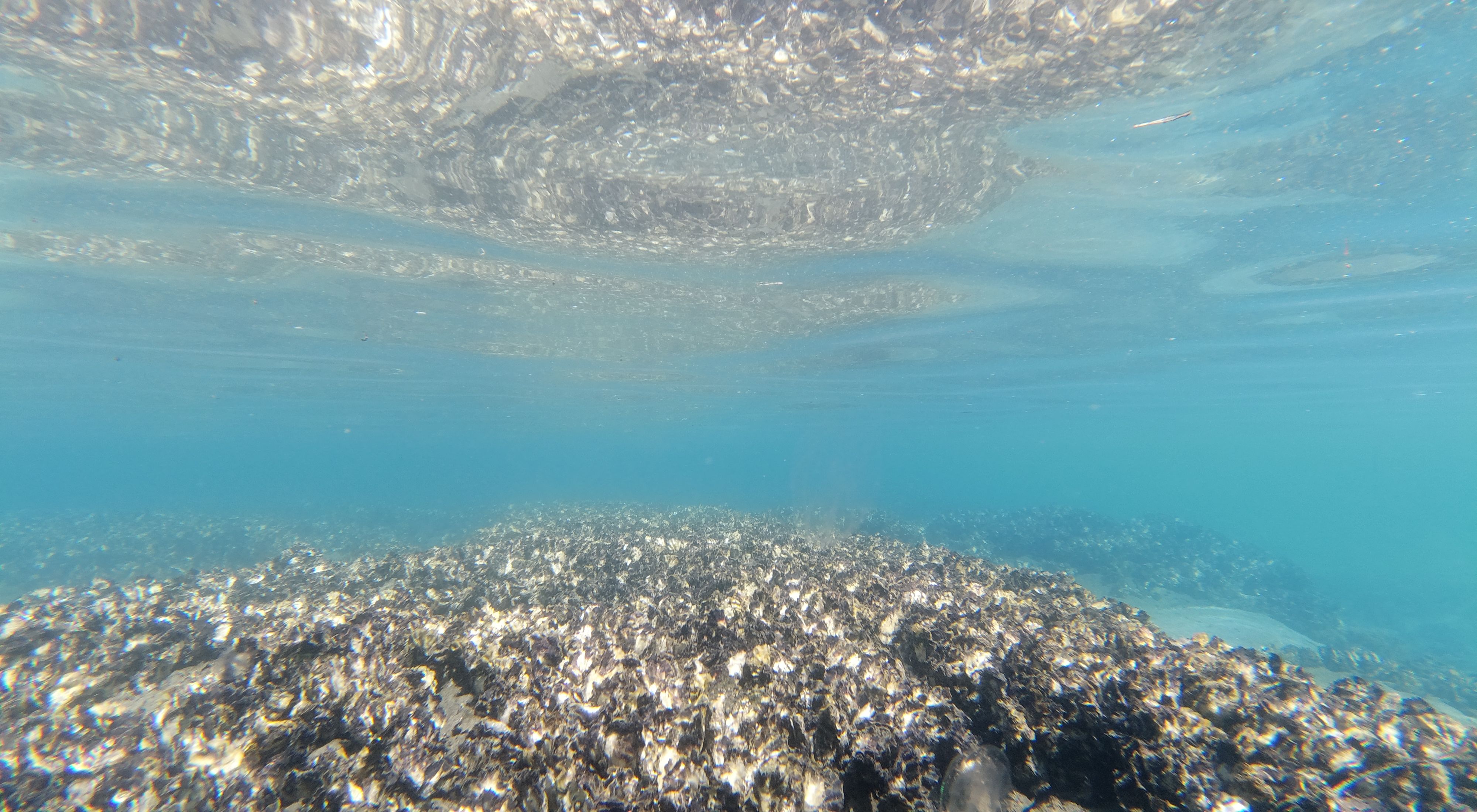 Remnant shellfish reefs 