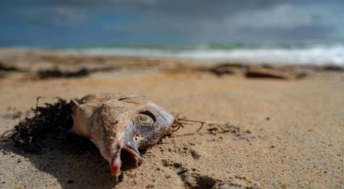 A dead fish on the sand.