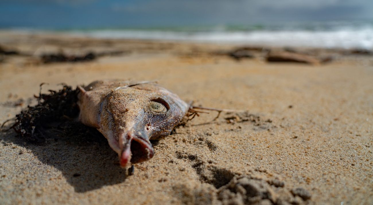 A dead fish on the sand.