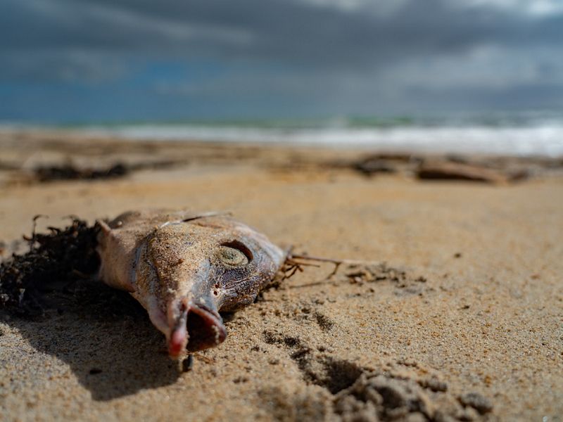 A dead fish lying on a beach.