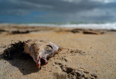 A dead fish on the sand.