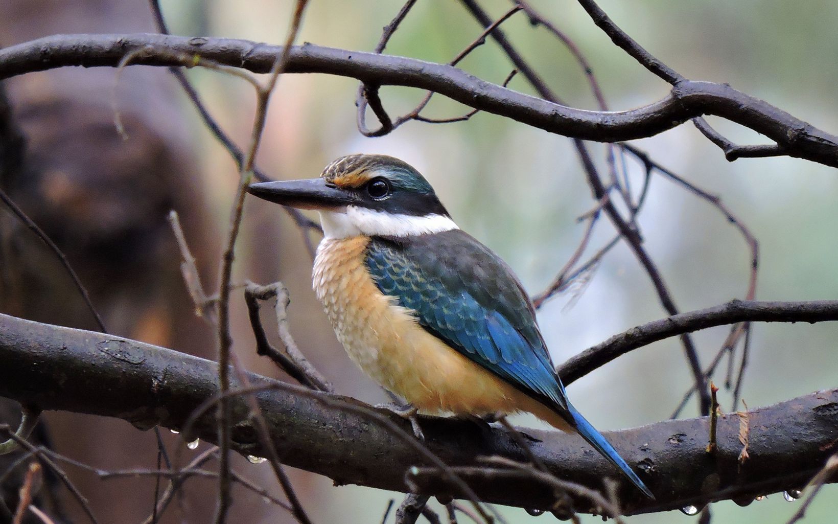 Sacred Kingfisher Australia is blessed with ten native species of kingfishers © Anita Payne