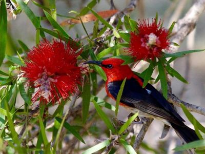 Scarlet Honeyeater on a bottlebrush