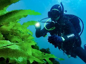 Scott-Breschkin-TNC-inspecting-Golden-Kelp-Photo-by-Jarrod-Boord-Streamline-Media