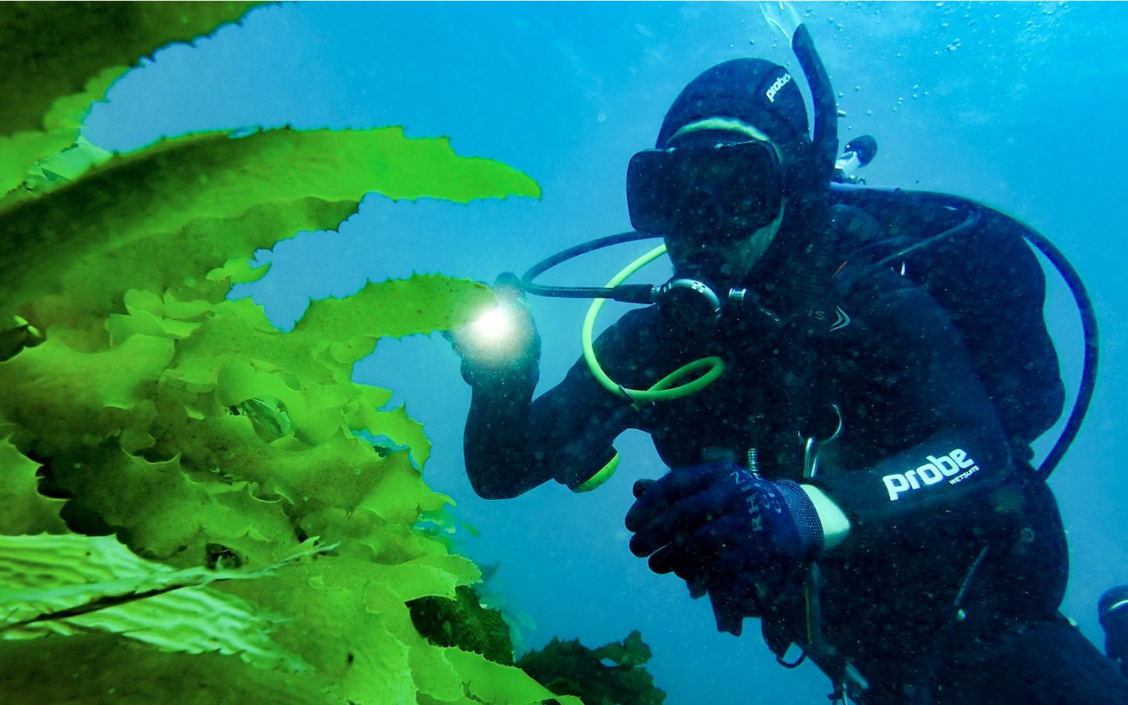 Scott Breschkin TNC inspecting a Golden Kelp forest in Port Phillip Bay
