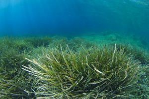 seagrass nike dunk lows