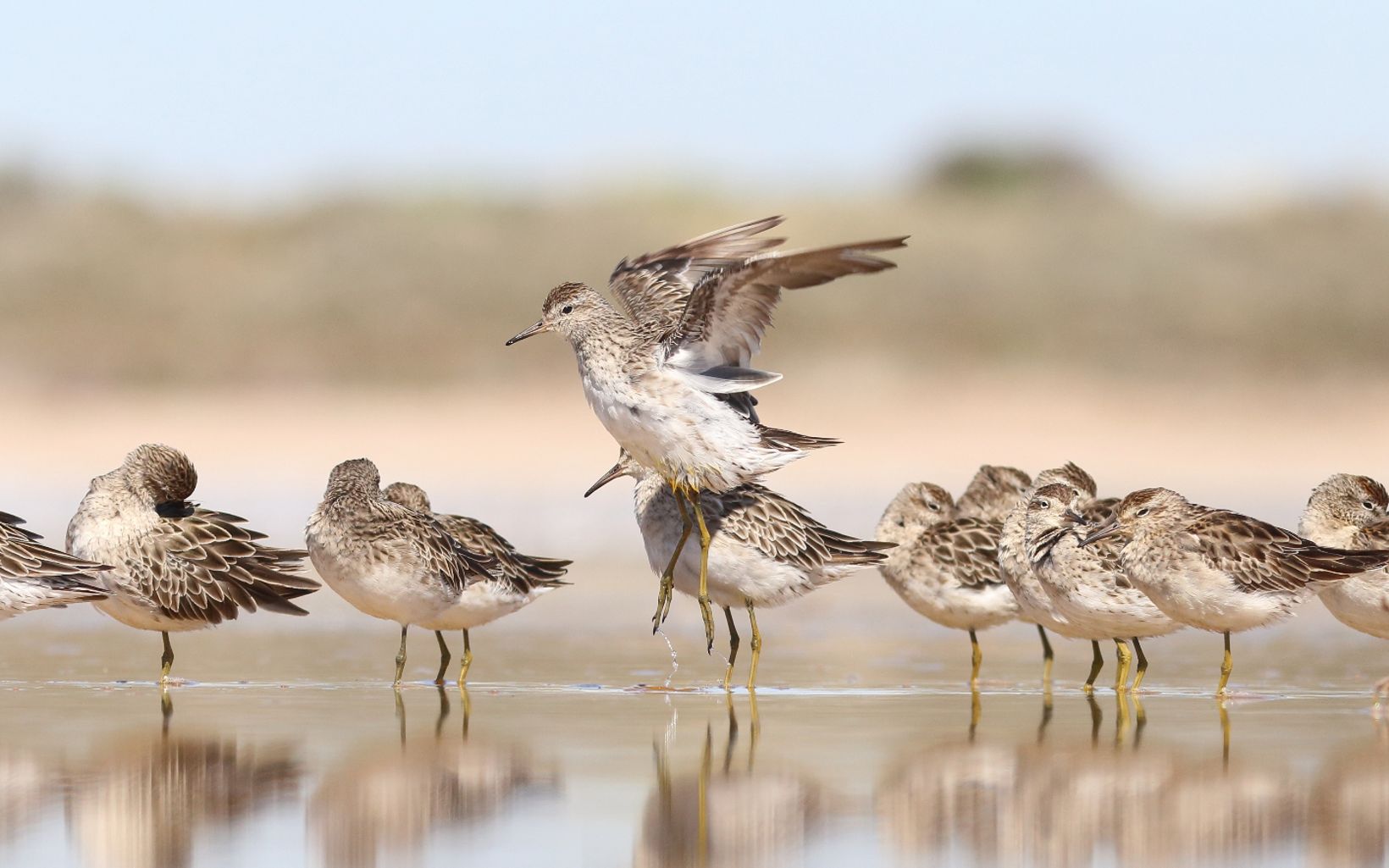 A migratory shorebird arriving in Australia in August, returning to Siberia in March, with greatest numbers in south-eastern Australia.