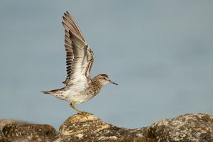 Sharp-tailed Sandpiper