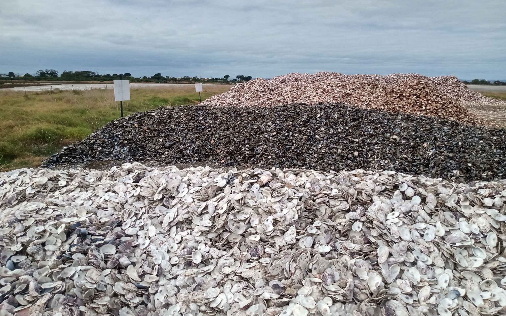 RECYCLED SHELLS CURING at TNC’s curing site. © Andrew Dunlop
