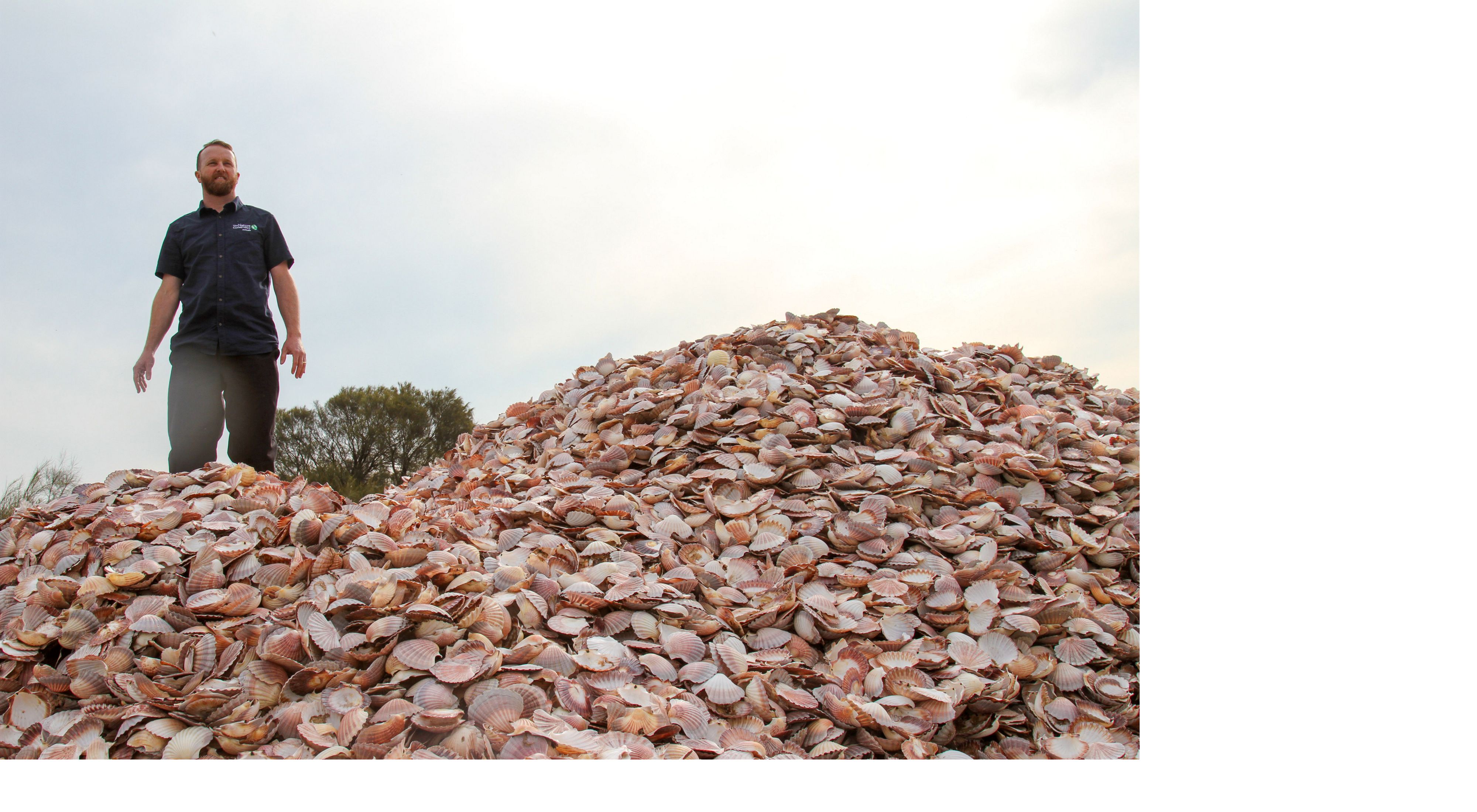 rides a wave of recycled seashells destined to become bedrock for new shellfish reefs