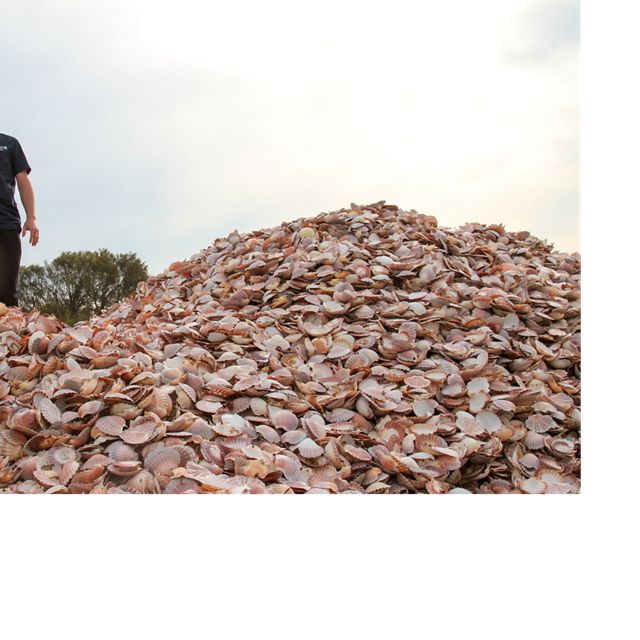 rides a wave of recycled seashells destined to become bedrock for new shellfish reefs