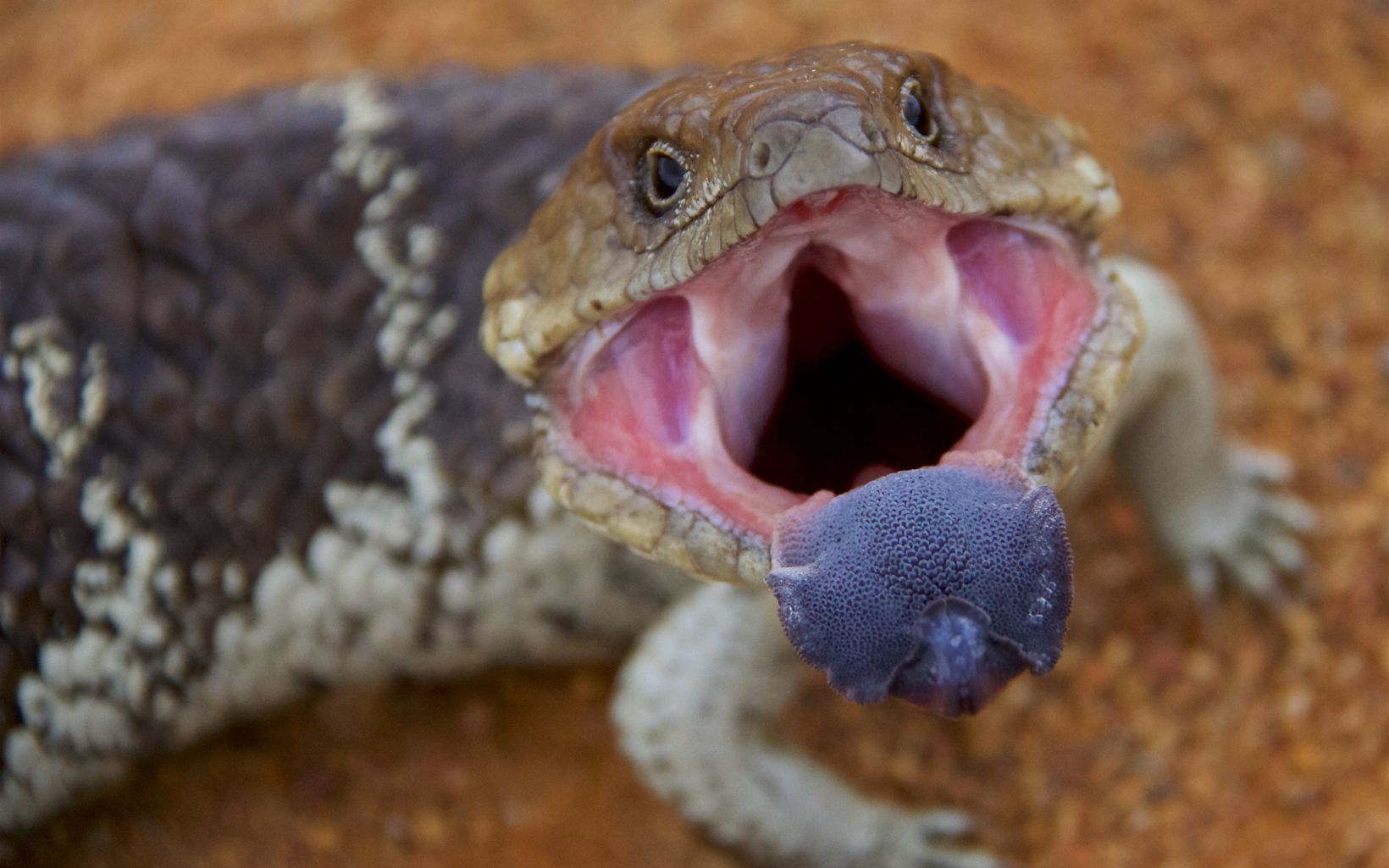 a short-tailed, slow-moving species of blue-tongued skink found in Australia