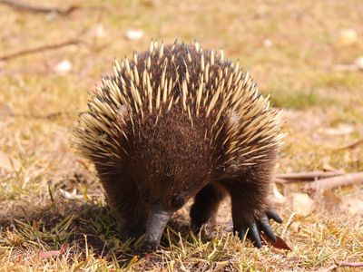 The Echidna has porcupine-like spines, a bird-like beak, quoll-like pouch and lays eggs like a reptile.