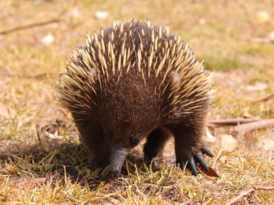 The Echidna has porcupine-like spines, a bird-like beak, quoll-like pouch and lays eggs like a reptile.