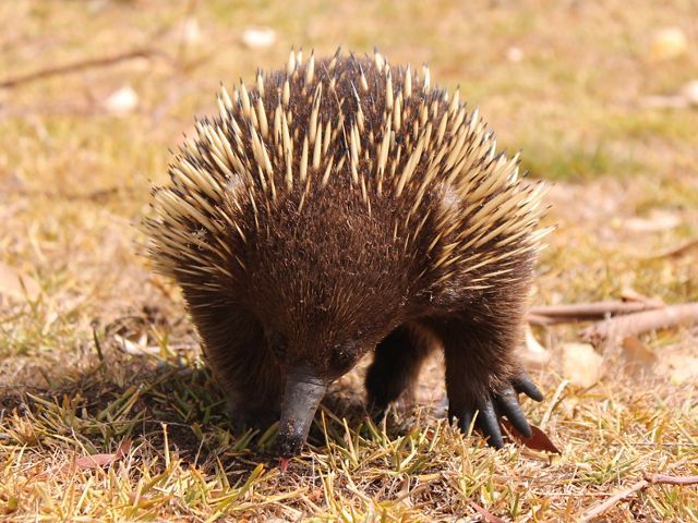 Australian animal oddities | The Nature Conservancy Australia