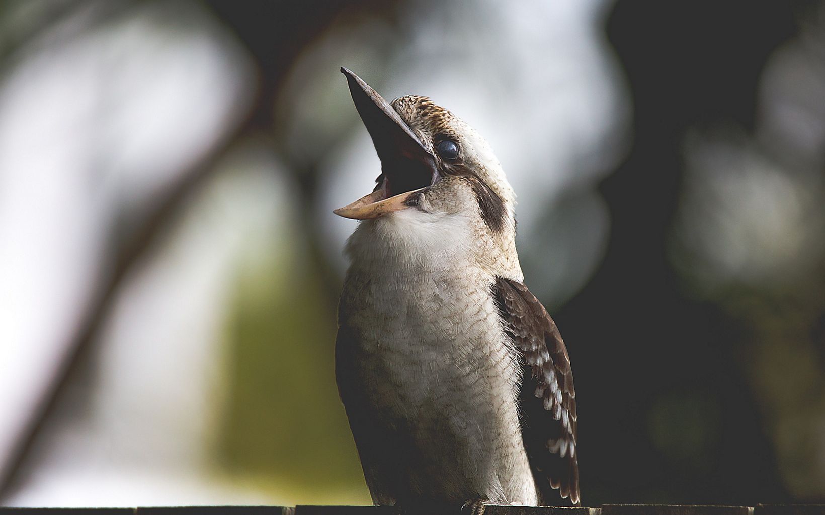 Kookaburras are the largest members of the kingfisher family