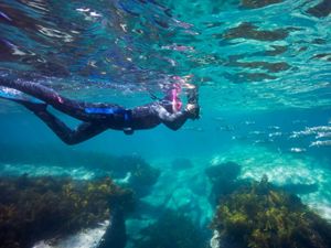 snorkler photographer amidst reef and school of fish
