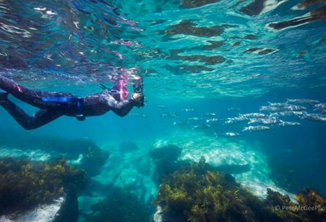 Snorkeller © Peter McGee