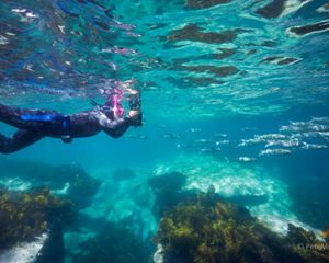 Snorkeller © Peter McGee