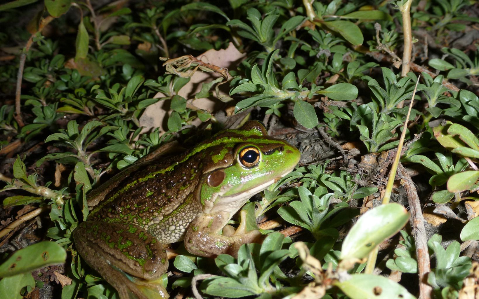 is one of the largest frog species in Australia.