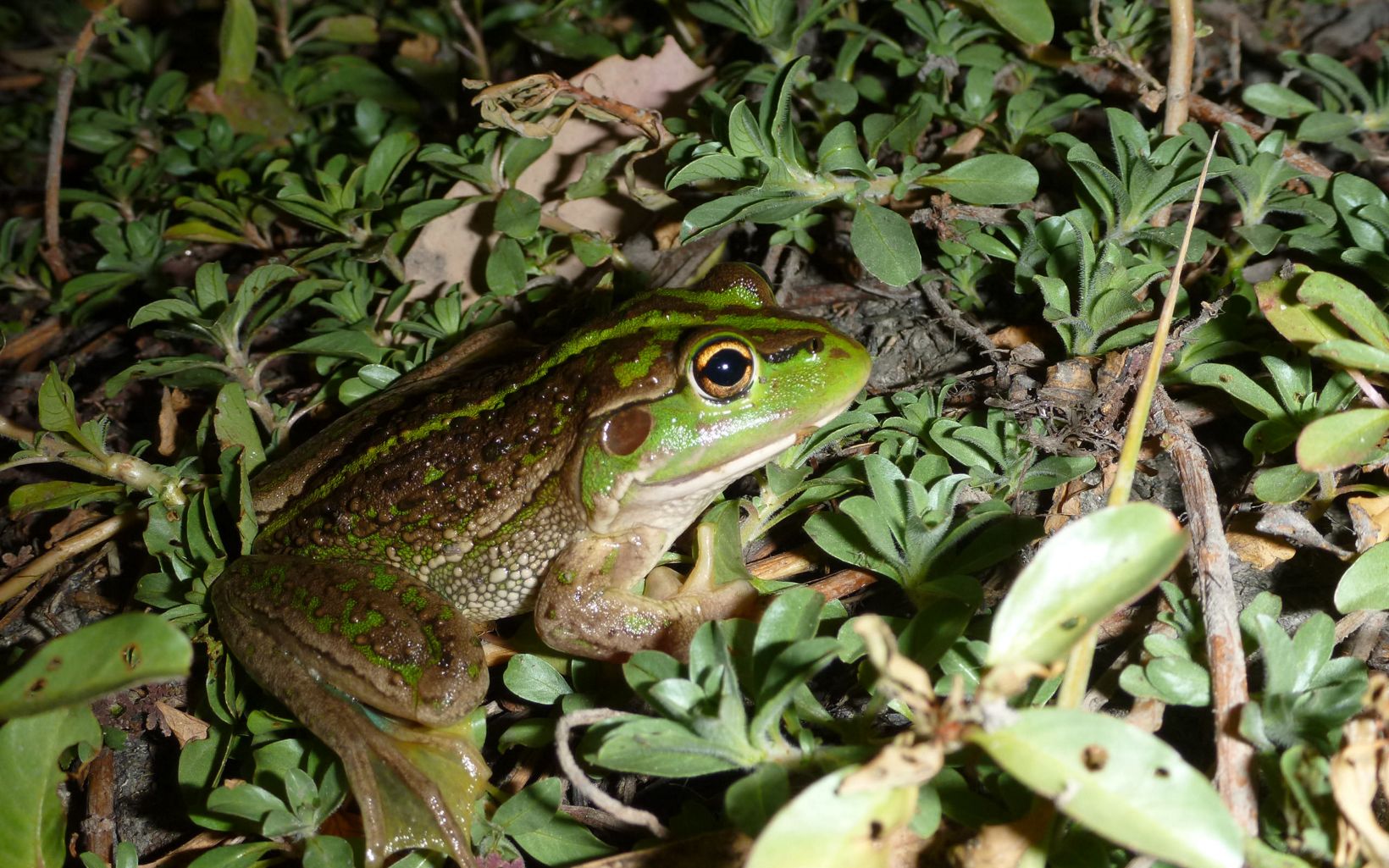 Southern Bell Frog is one of the largest frog species in Australia. © Rich Gilmore / TNC