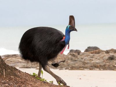 on the beach in Queensland