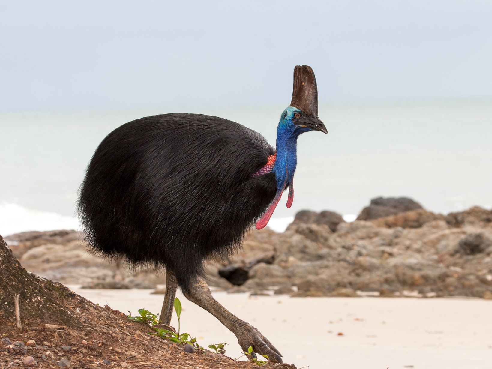 10 loài động vật hoang dã kỳ lạ và tuyệt vời của Úc