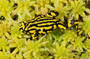 Southern Corroboree Frog