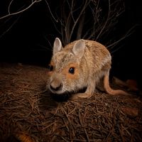 named from the distinctive orange fur that surrounds each eye, the Spectacled Hare-Wallaby is considered very rare in the Kimberley region.