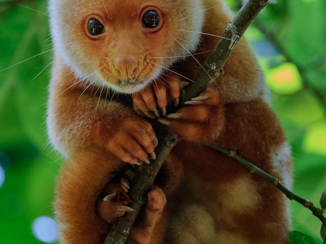 An arboreal marsupial occurring in the lowland rainforests of New Guinea and northern Australia