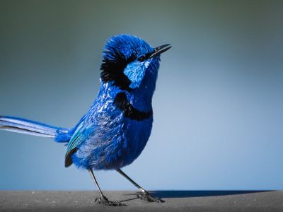 male in breeding plumage