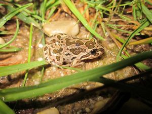 Spotted Marsh Frog