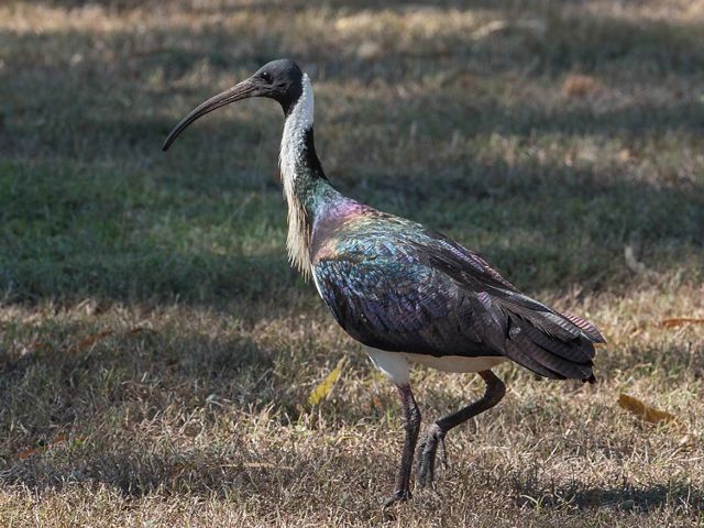feeds mostly in grasslands