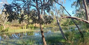 Billabong reflections