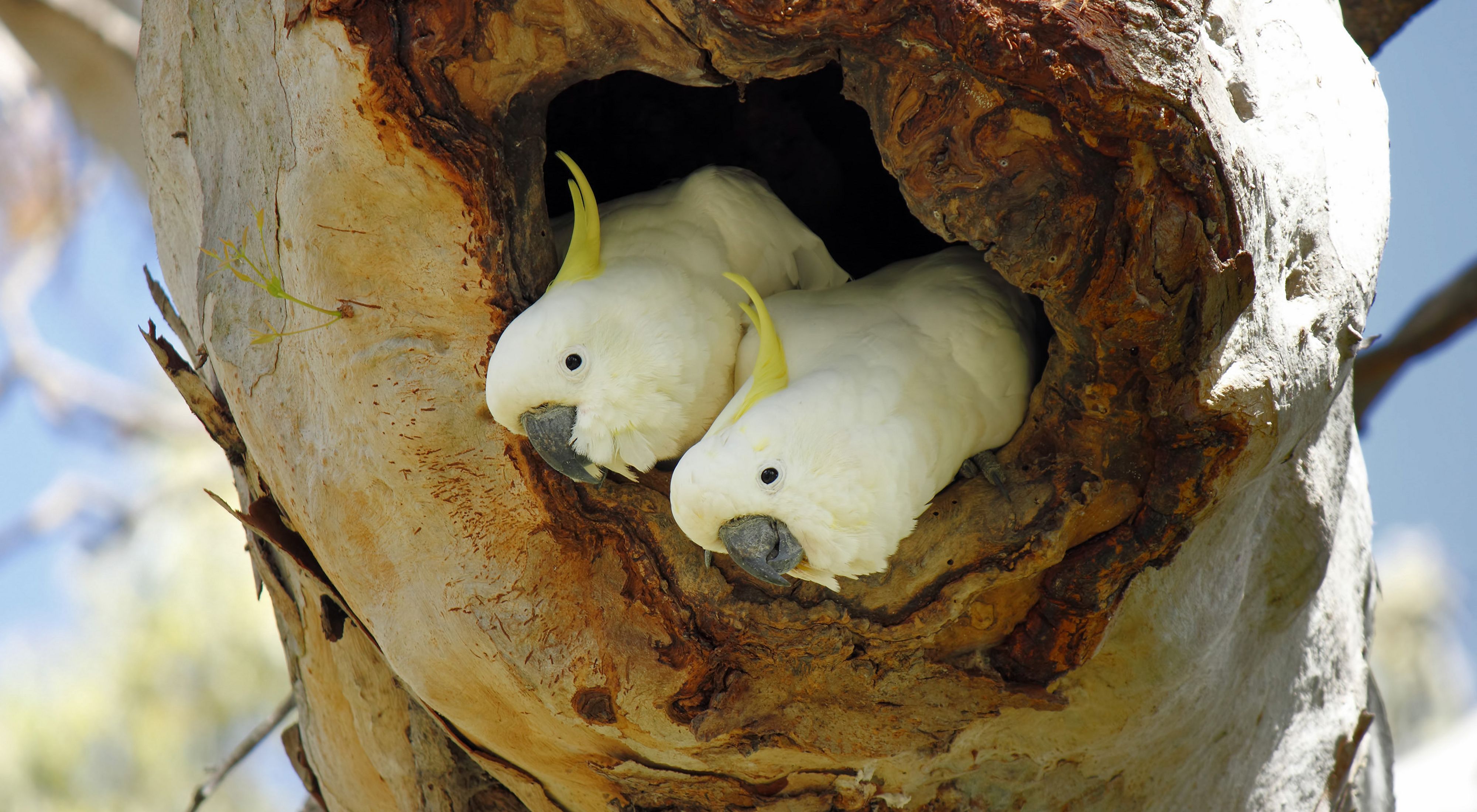 Cockatoo Breeds: Discover the Unique Types of Cockatoos.