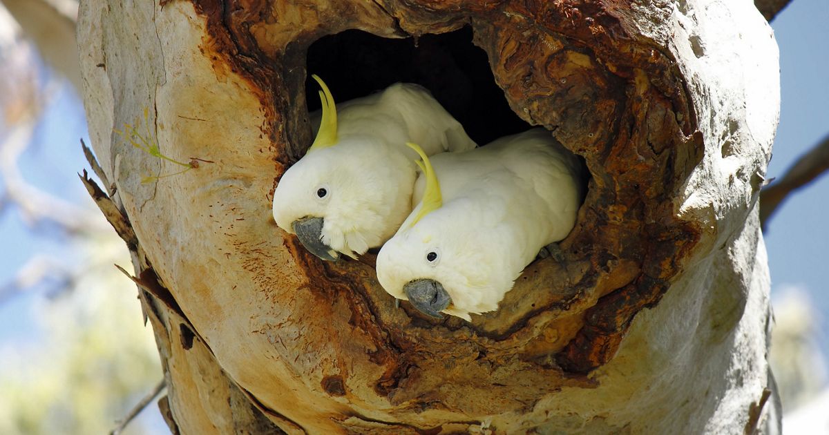 Cockatoos Australia