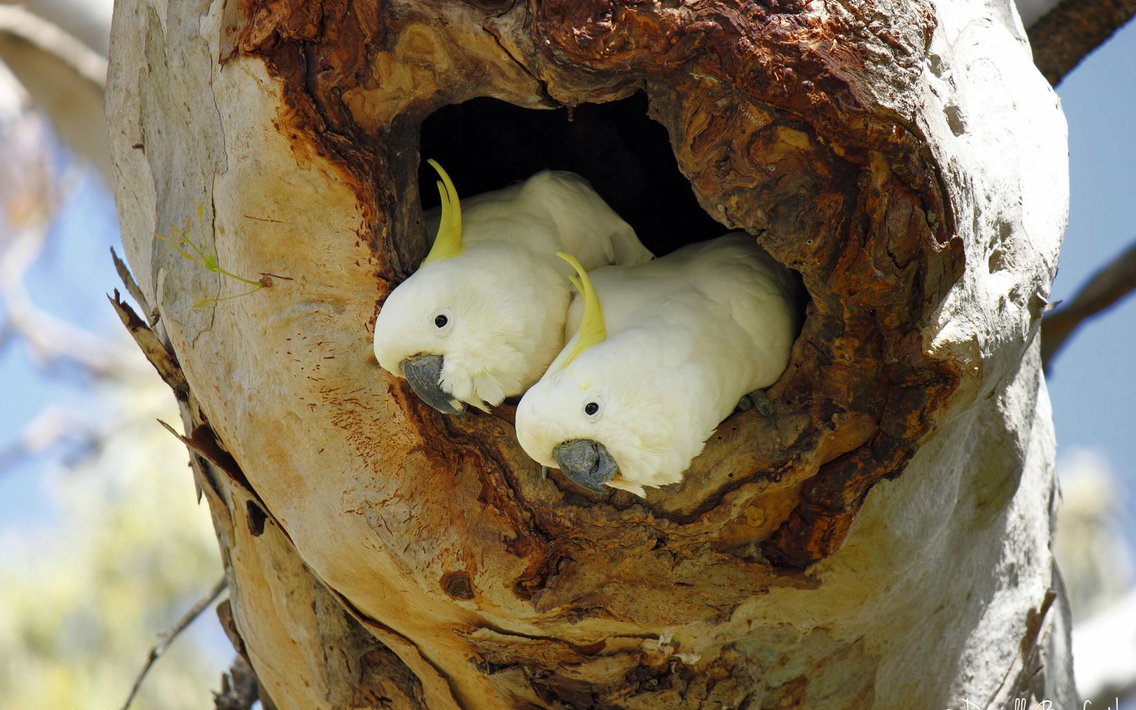 Sulphur-crested Cockatoos, two white birds with small yellow crest, in tree hollow