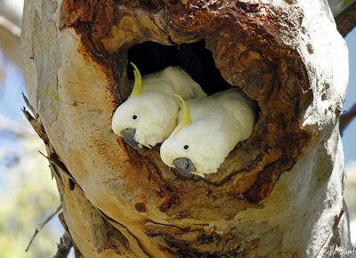 two cockatoos nesting in a tree