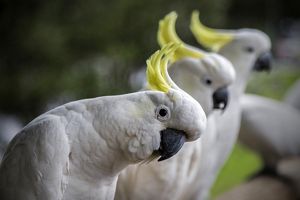 Cockatoos 