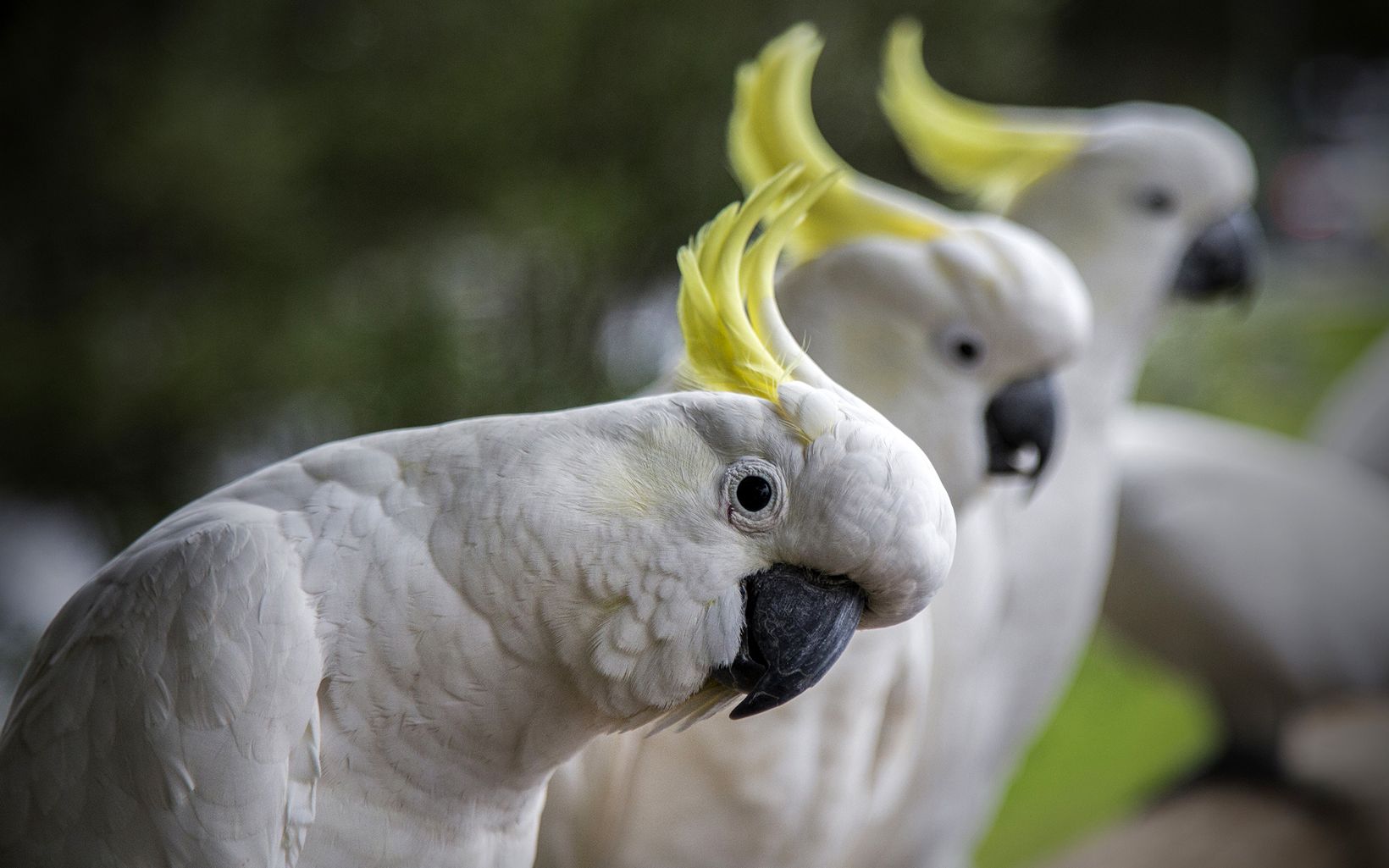 types of australian parrots