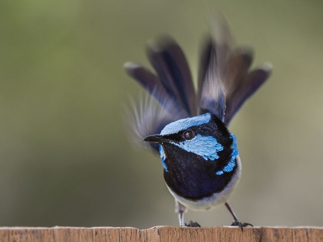 in breeding plumage