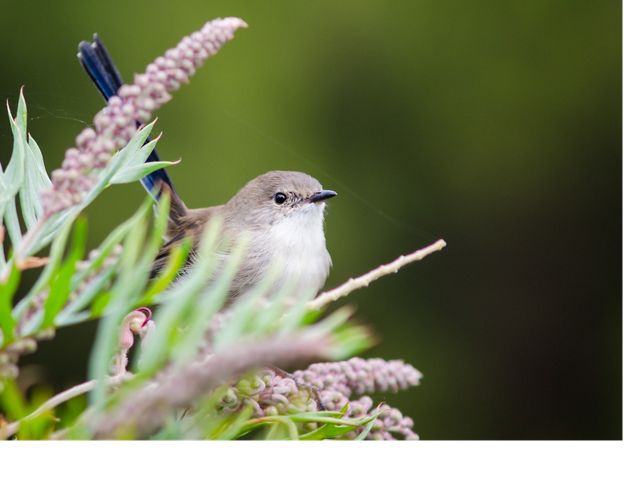 in non-breeding plumage