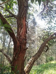 Tall trees with red brown bark.