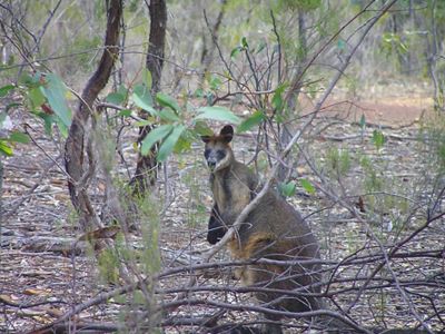 a wallaby in the woods